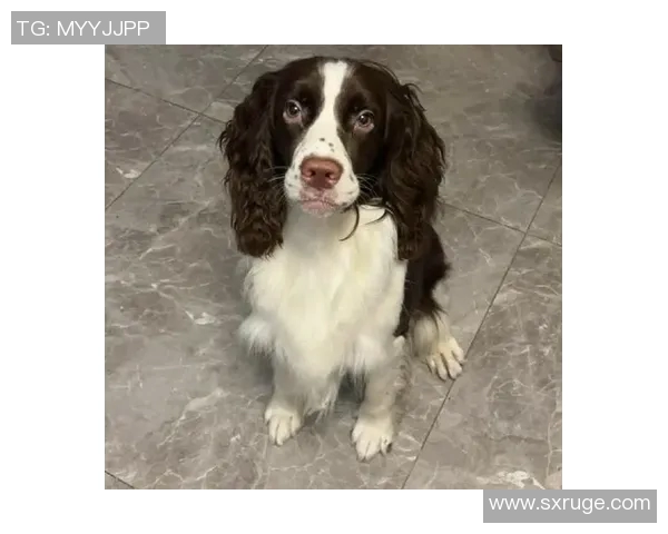 科基犬的魅力与养护技巧揭秘,成为宠物爱好者的最佳选择与伴侣 科基犬的魅力与养护技巧揭秘,成为宠物爱好者的最佳选择与伴侣